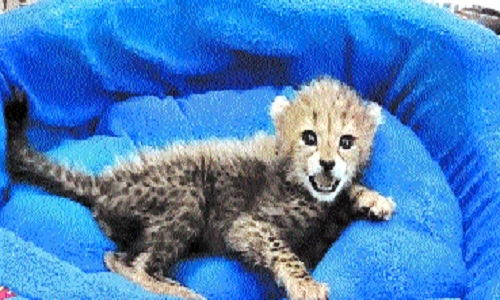 Cheetah cub born in Kuno 