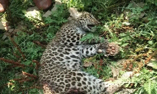 Dogs attack, kill leopard cub