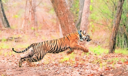 Third tigress released in Navegaon 