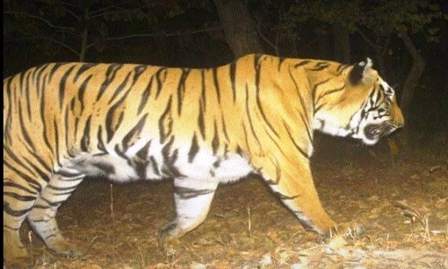 Tiger  scare
