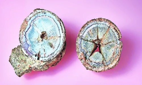 'Ball' at British museum turns out to be dinosaur egg from Central India - Vimarsana News