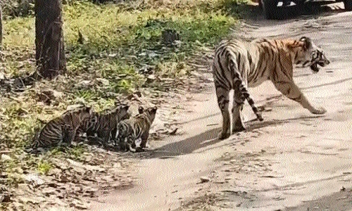 Tigress B-2 spotted with her 4 cubs
