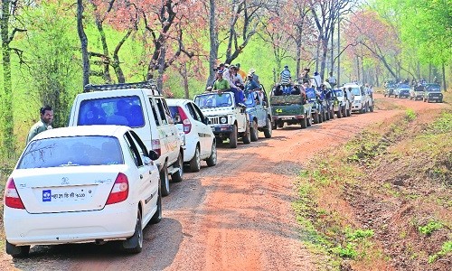 Pench Tiger Reserve.. Witnesses highest tourists’ footfall in last five years
