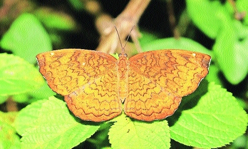 butterfly habitat