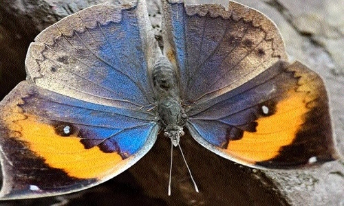 Extraordinary butterfly 