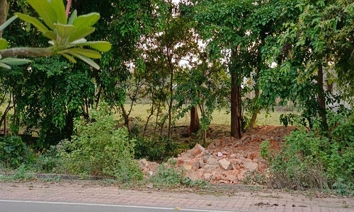 Illegal tree cutting 