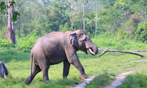 Elephant attack : 2 out of 3 injured women succumb