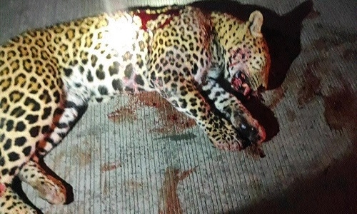Ailing leopard at Pench euthanised 