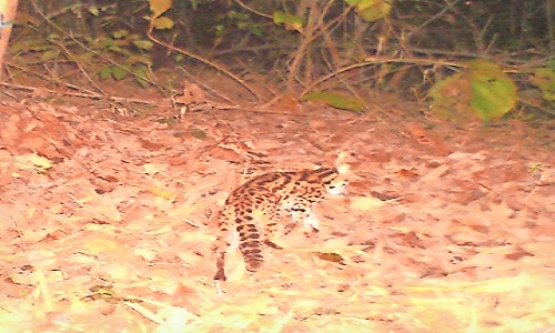 leopard cat in PTR