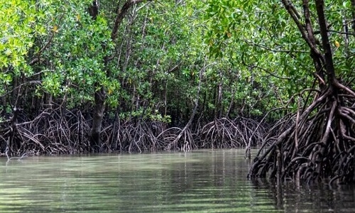 Over 50 pc of world's mangroves at risk of collapse: IUCN - Vimarsana News