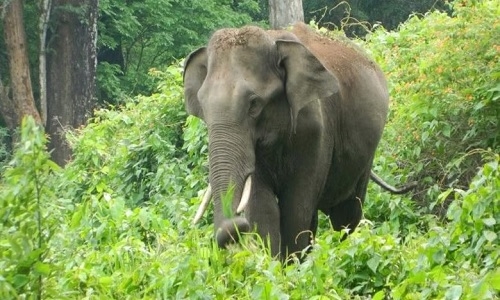Elephant that killed 3 in Bhamragad 
