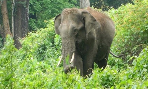 Elephant that killed 3 in Bhamragad returnsto Chhattisgarh forests