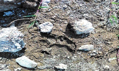 Tiger movement detected along Kaliyasot river Foresters find tracks of adult and cub - Vimarsana News