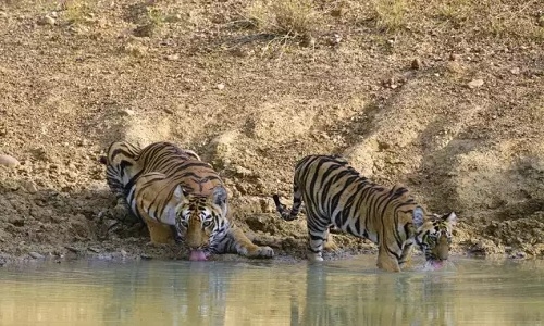 Tigers to be translocated