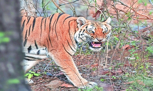 Tigers in Ambabarwa Sanctuary