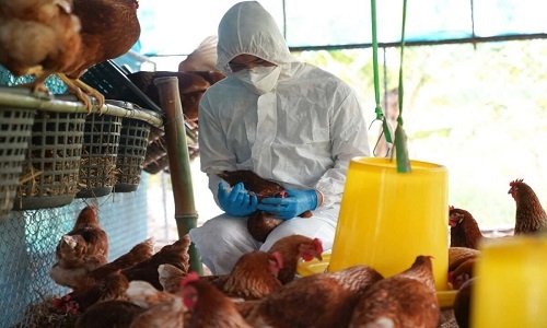 WHO confirms human case of bird flu in India - The Hitavada