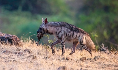 Striped hyena