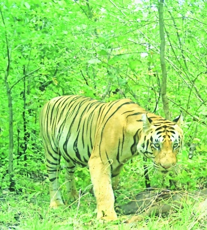 tiger