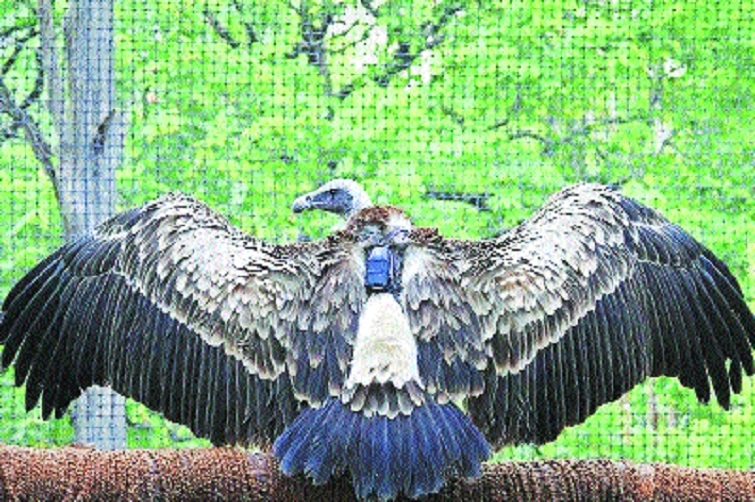 Captive vultures attract wild ones in East Pench