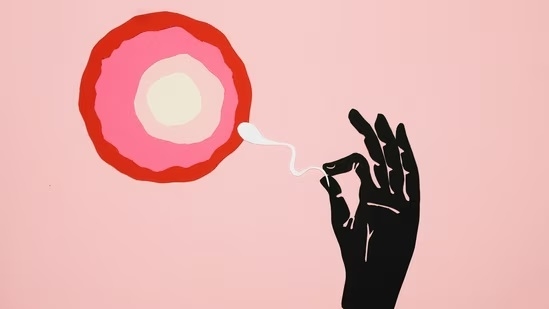 Sperm or egg donor has