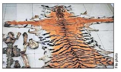 Wildlife trafficking