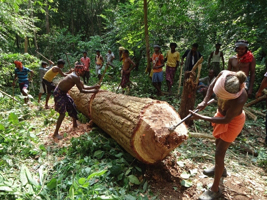 240 trees cut for Bastar