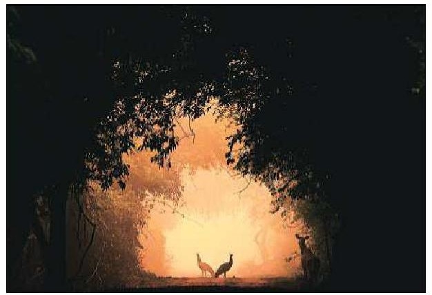 Wildlife Photographer