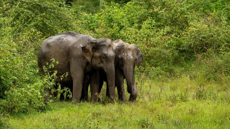 Elephant Reserve
