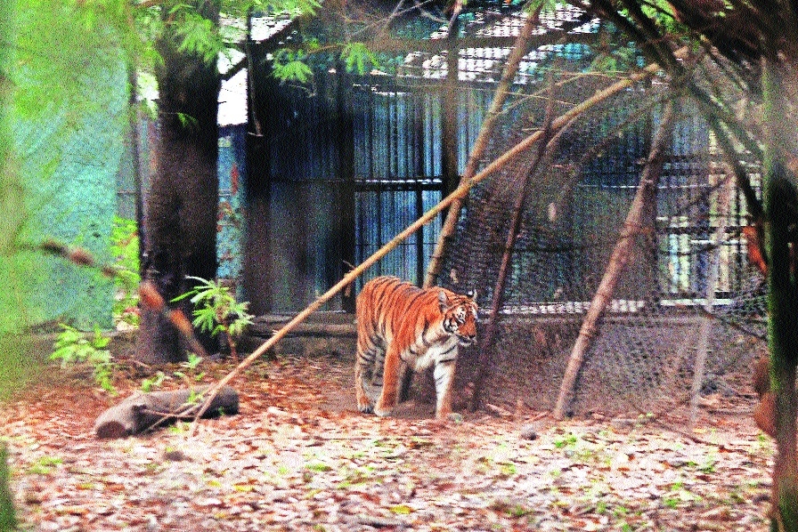 Maharajbag Zoo tiger