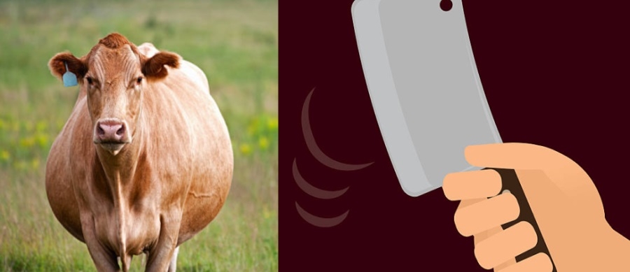 Pregnant cow beheaded calf mutilated in Ktaka