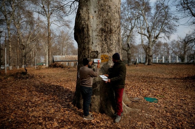 Kashmirs majestic Chinar trees to be