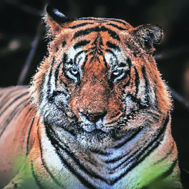 The King Chota Matka