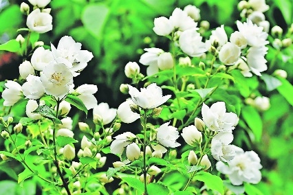 Of the silent moment of blossom