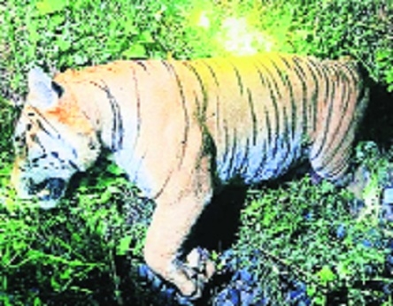 Tiger death IRs role under scanner