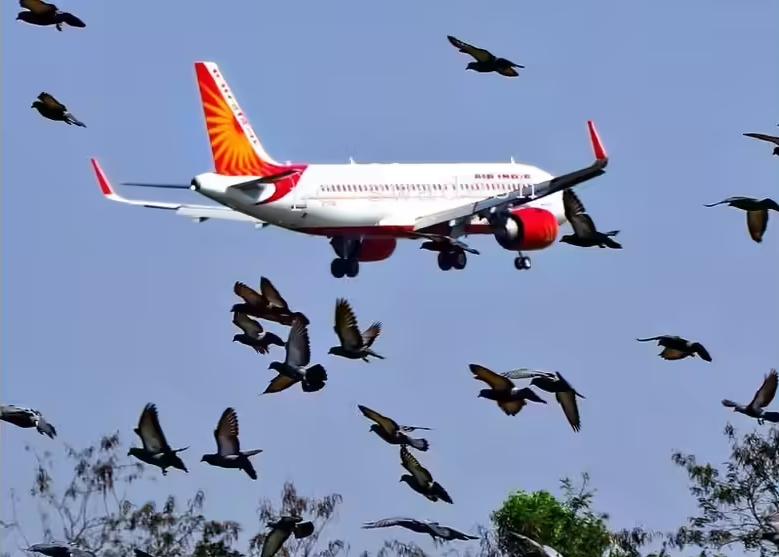 Bird hits Air India plane