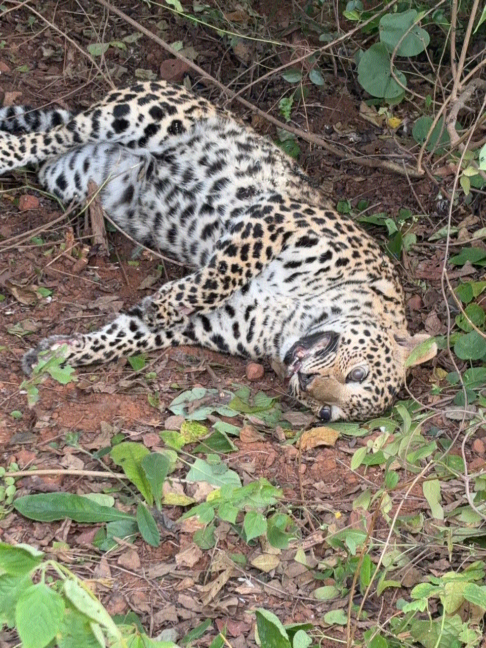 Leopard’s carcass found