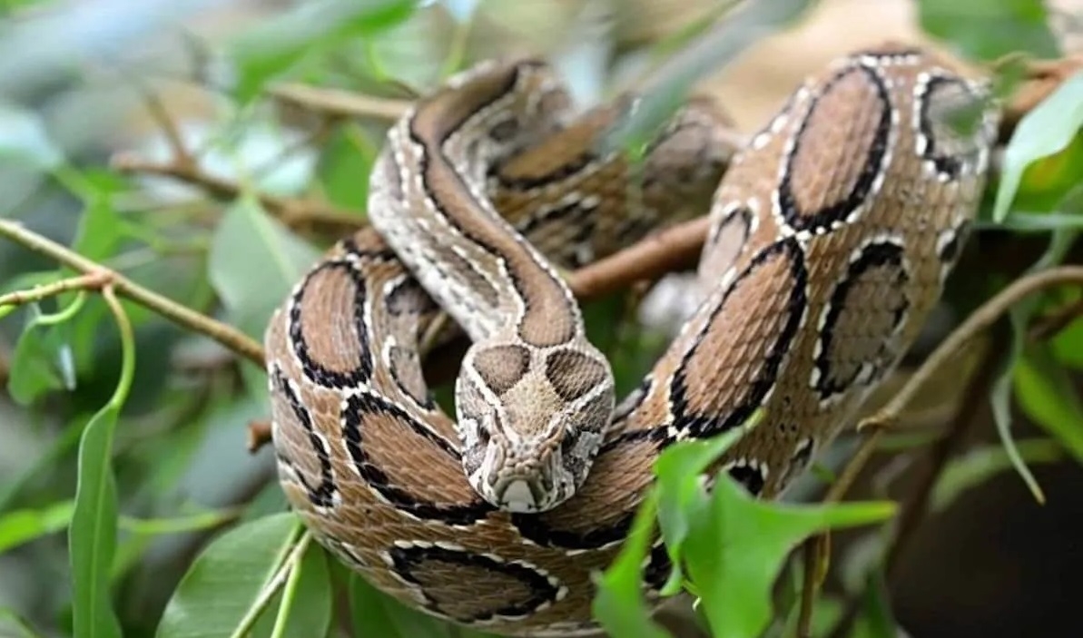 Russell Vipers Whistle of Death