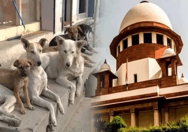  SC slams Chief Secys over non-compliance of stray dogs