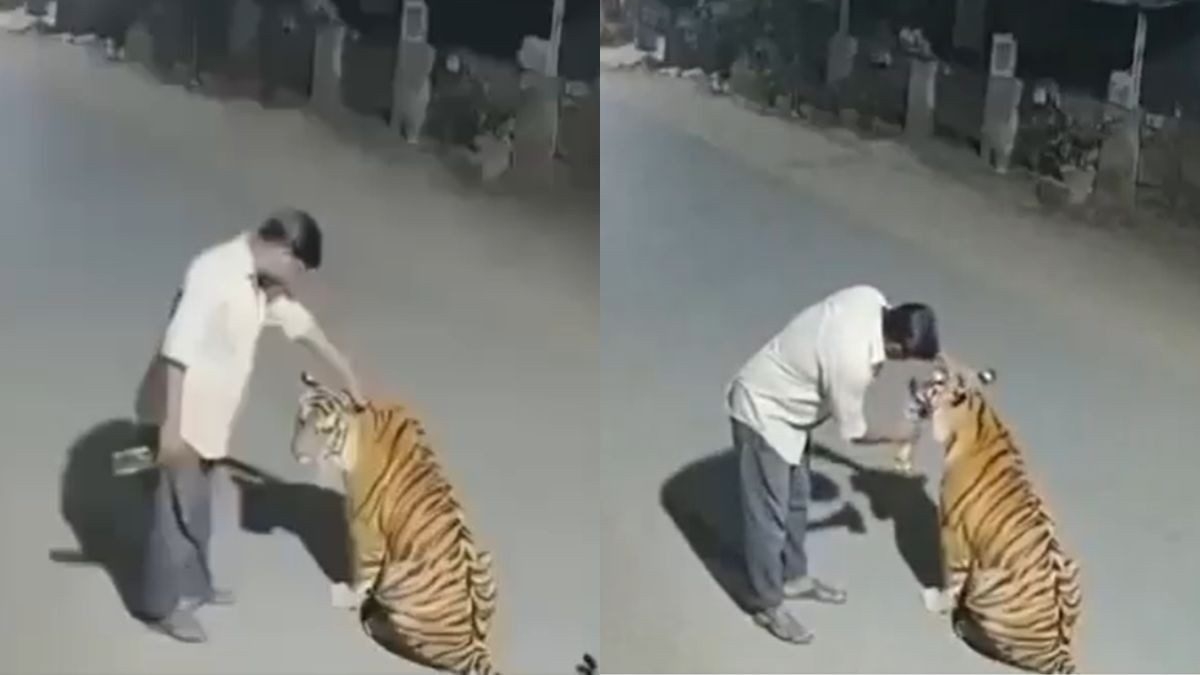 Video of man patting tiger is fake AI generated