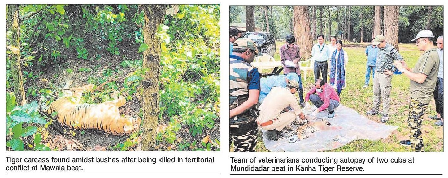 SETBACK Tiger succumbs two cubs die in a day at Kanha