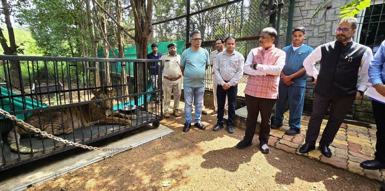 Ailing tiger from Jungle safari sent to Guj