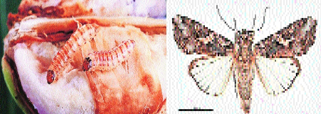 Pest infestation delays cotton procurement in Vidarbha