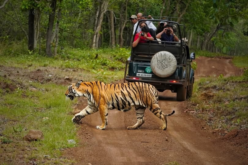 tiger during jungle safari