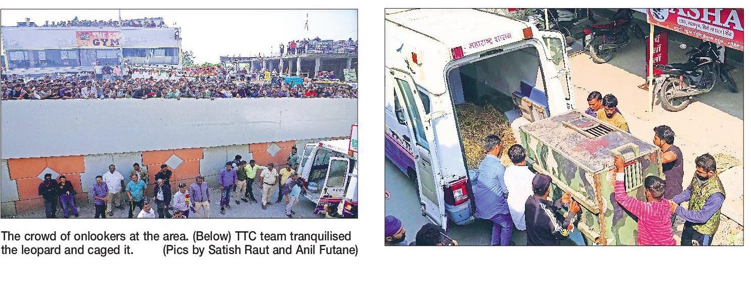 Man-animal conflict at citys doorsteps Leopard r