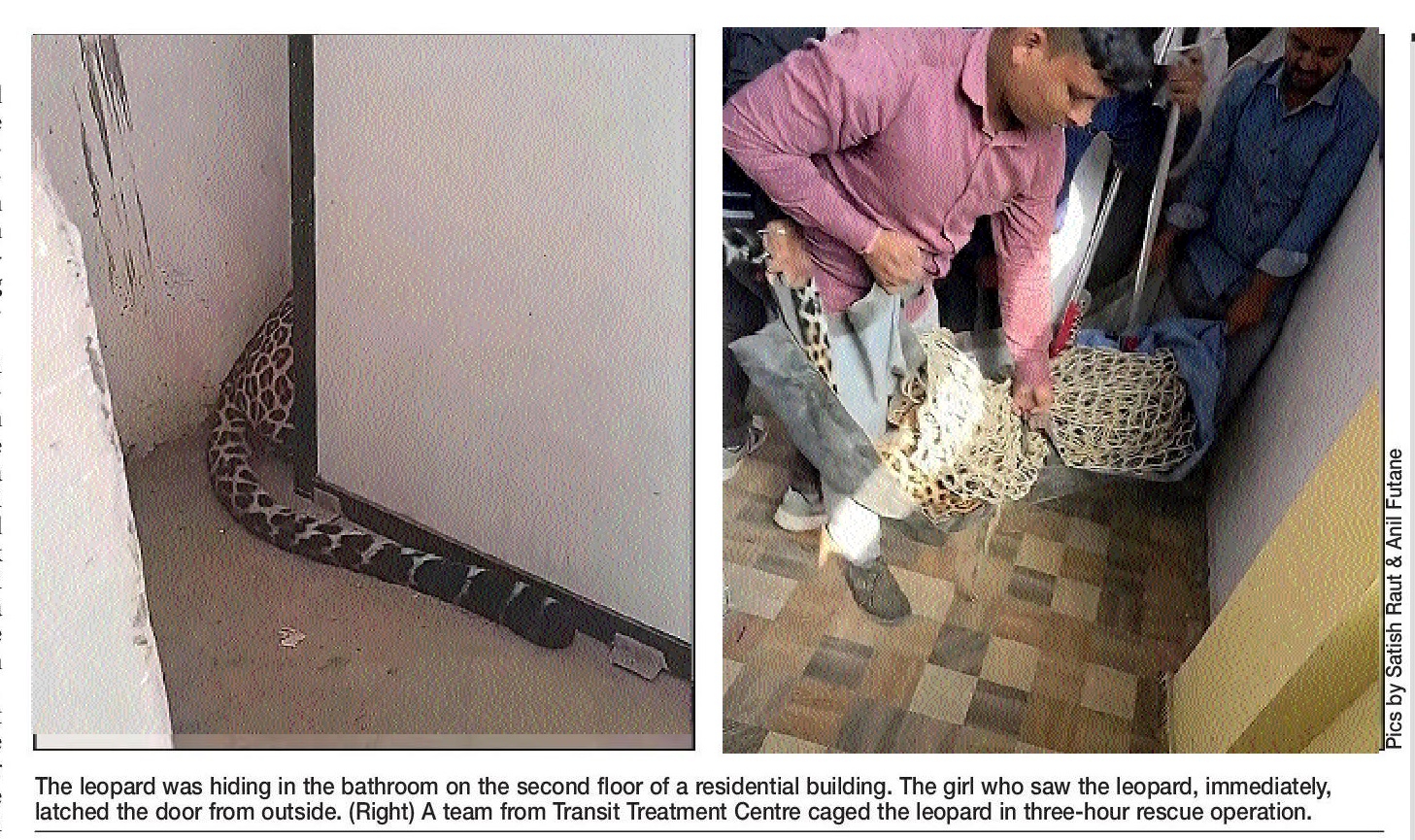 Man-animal conflict at citys doorsteps Leopard rescued