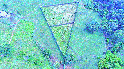 Foresters translocate 