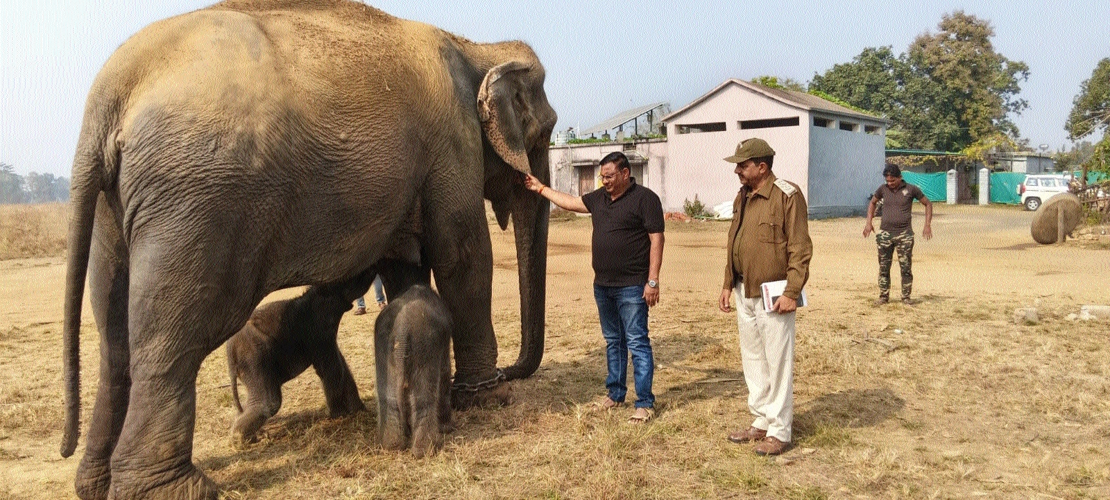 Anarkali feeding her twin calves at Hinouta Elephant Camp in Panna Tiger Reserve