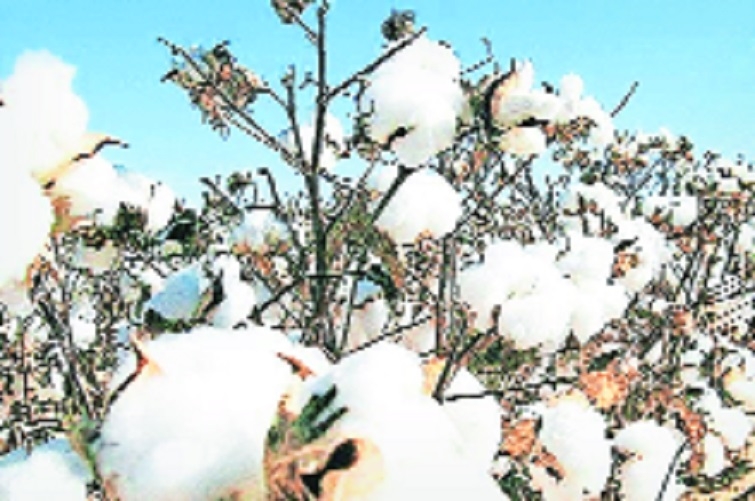 indian women in cotton farm