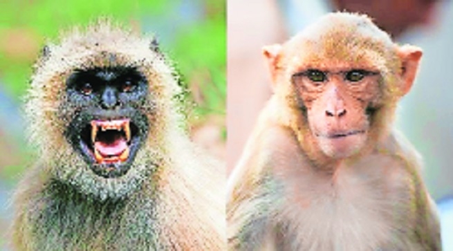 mitigate human-langur conflict