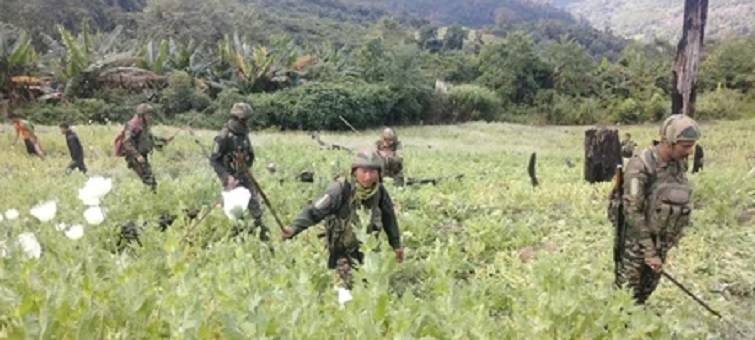 Aerial survey shows nearly 700 acres of illicit poppy cultivation in Manipur